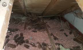 insulation pests